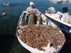 La pêche du jour